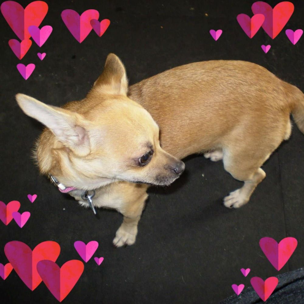 Meet your Posher, Judi